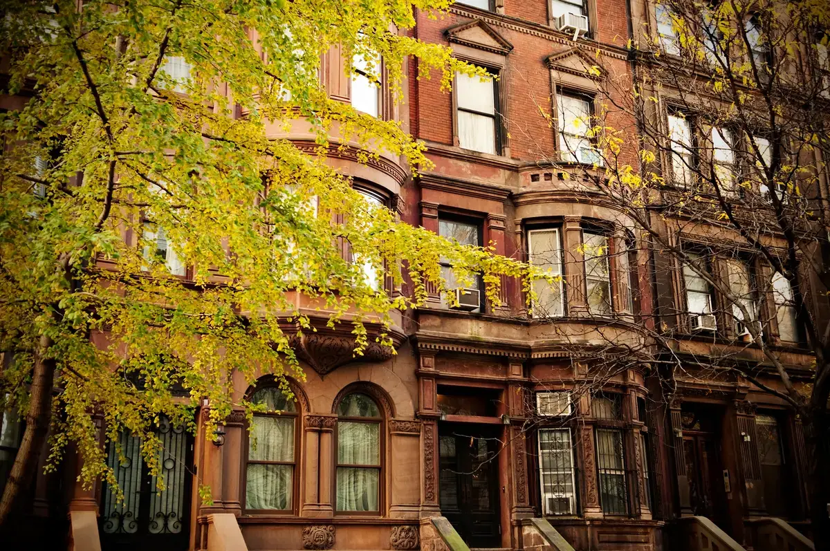 Brownstone row houses framed by a tree
