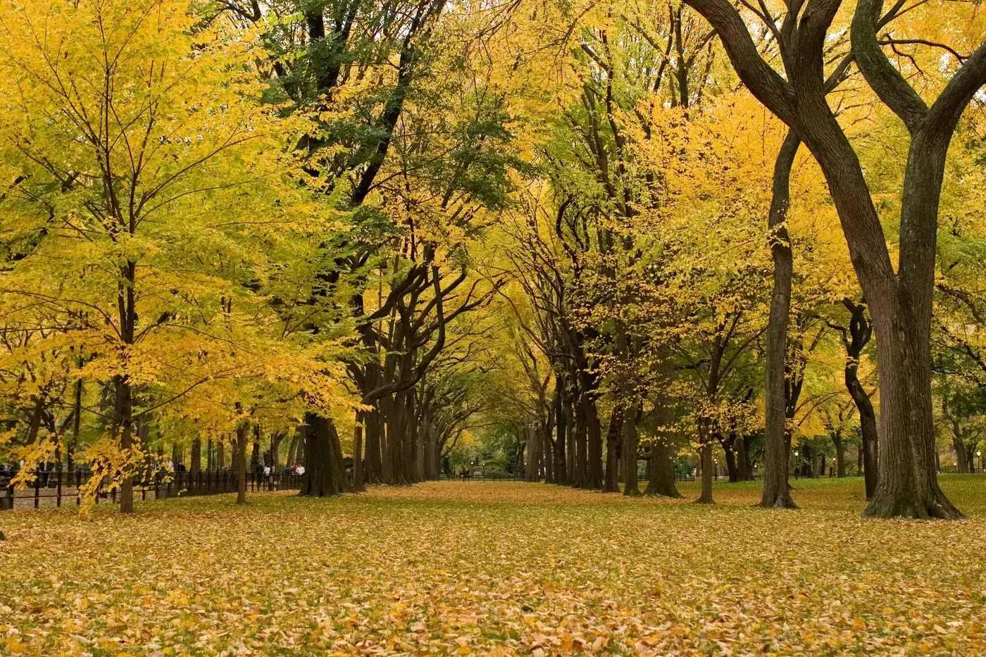 Autumn elms along the Literary Walk, Central Park